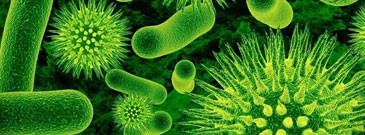 Синдром избыточного роста бактерий