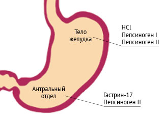 Кровь пепсиноген 1. Гастрин в желудке. Гастропанель гастрин 17 стимулированный. Гастрин пепсиноген. Пепсиногены желудочного сока.