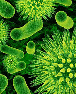 Синдром избыточного роста бактерий